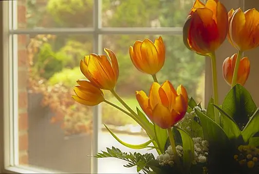 Garden-Windows--in-Anaheim-California-Garden-Windows-162591-image